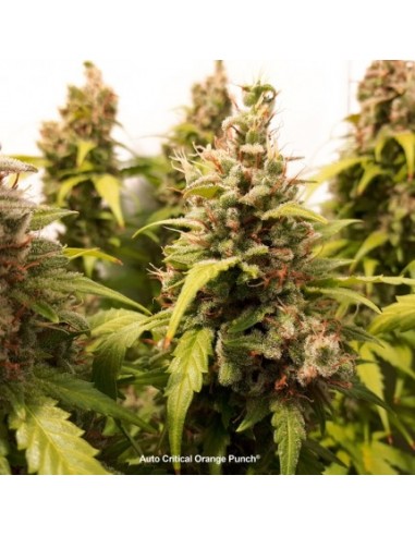 Dutch Passion - Auto Critical Orange Punch - 3 Semi