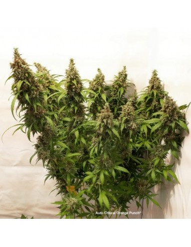 Dutch Passion - Auto Critical Orange Punch - 7 Semi