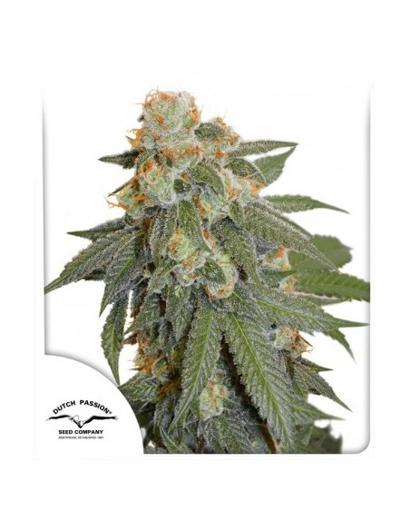 Dutch Passion - Auto Orange Bud - 3 Semi