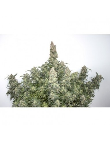 Dutch Passion - Orange Bud - 7 Semi Auto