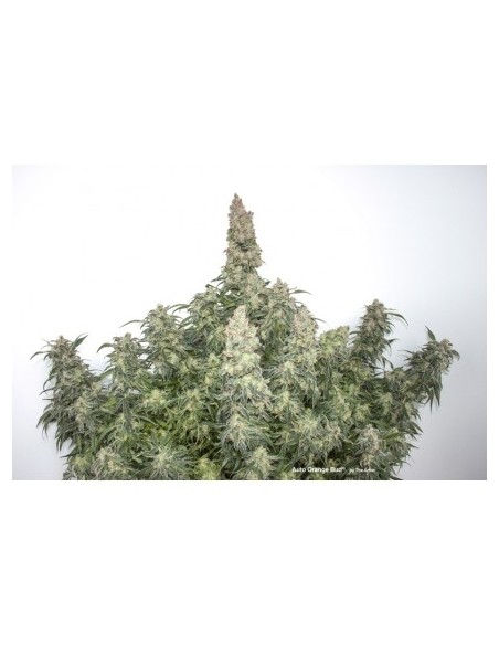 Dutch Passion - Orange Bud - 7 Semi Auto