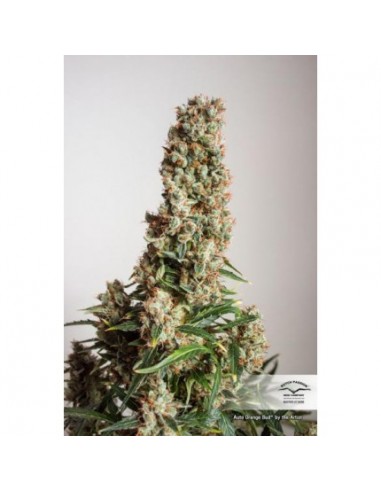 Dutch Passion - Orange Bud - 7 Semi Auto
