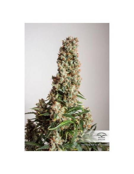 Dutch Passion - Orange Bud - 7 Semi Auto