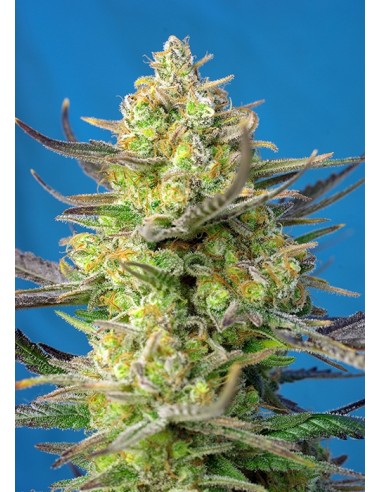 Sweet Seeds - Sweet Cheese XL Auto - 3 Semi + 1 Gratis