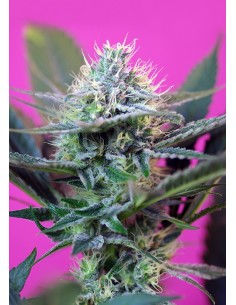 Sweet Seeds - + Speed Auto - 3 Semi + 1 Gratis