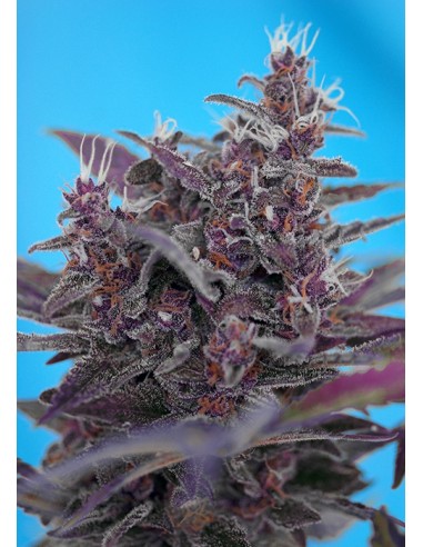 Sweet Seeds - Black Cream Auto - Red Family - 3 Semi + 1 Gratis