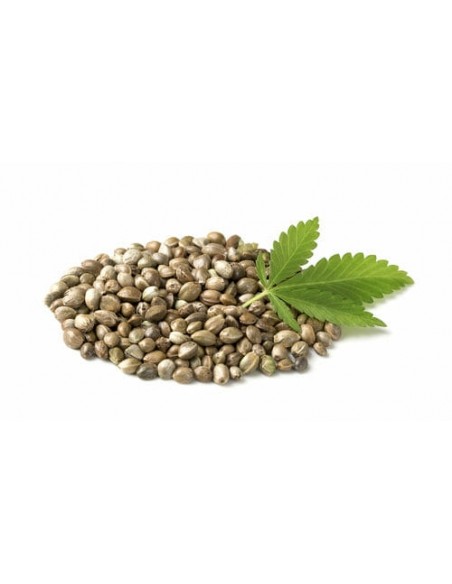 Deep Seeds - Original Gorilla Glue 4 - 25 Semi Femm Thc