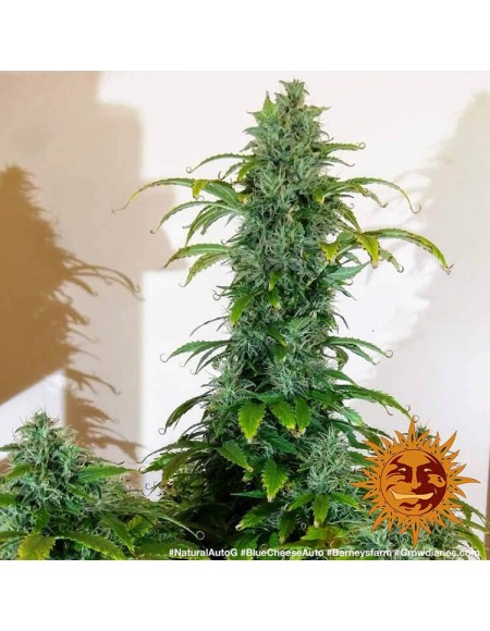 Barney's Farm - Blue Cheese - 1 Seme Auto