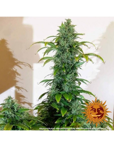 Barney's Farm - Blue Cheese - 1 Seme Auto