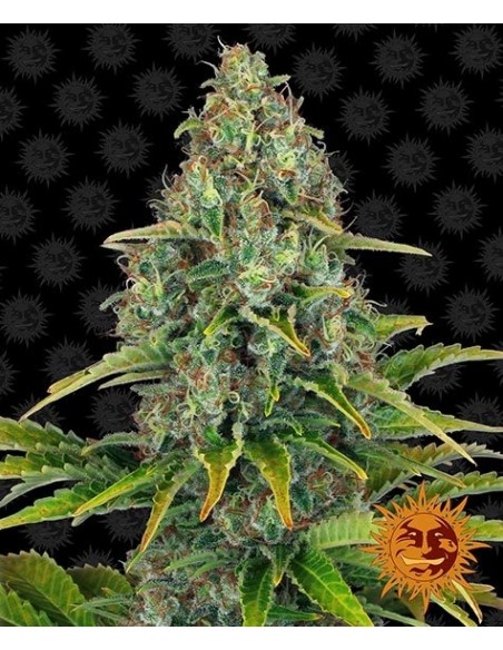 Barney's Farm - Blue Cheese - 1 Seme Auto