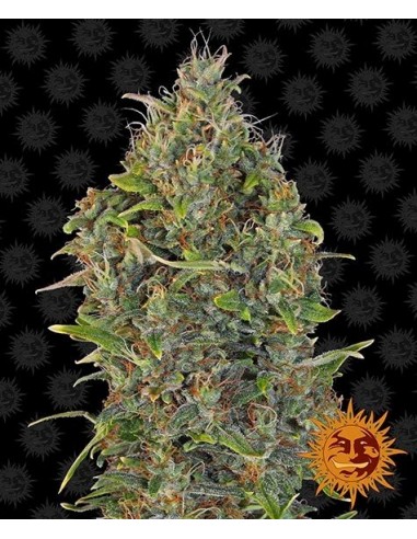 Barney's Farm - Critical Kush Auto - 1 Seme