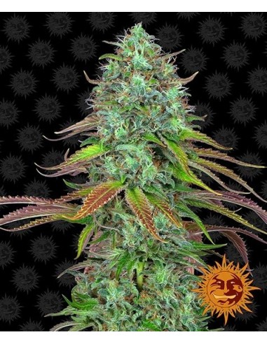 Barney's Farm - LSD Auto - 3 Semi
