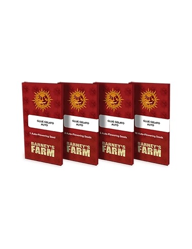 Barney's Farm - Purple Punch Auto - 1 Seme da collezione di cannabis olandese