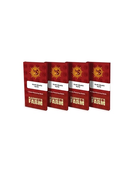 Barney's Farm - Purple Punch Auto - 1 Seme da collezione di cannabis olandese