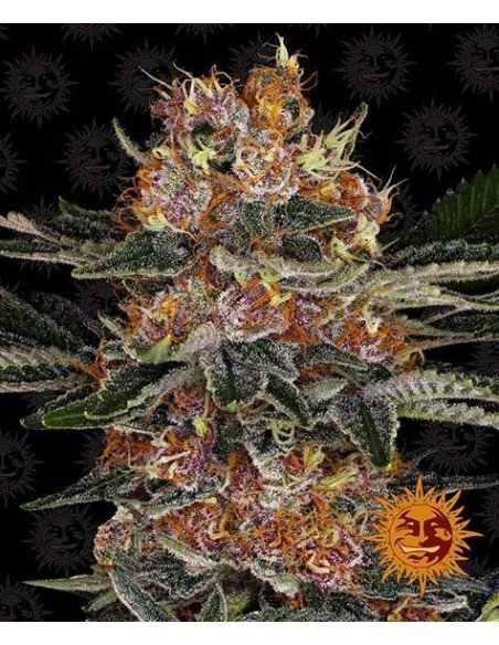 Barney's Farm - Purple Punch Auto - 1 Seme da collezione di cannabis olandese