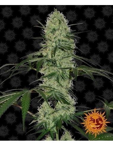 Barney's Farm - Tangerine Dream Auto - 1 Seme