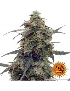 Barney's Farm - Tangerine Dream Auto - 3 Semi 2