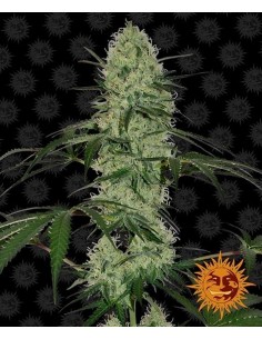 Barney's Farm - Tangerine Dream Auto - 3 Semi