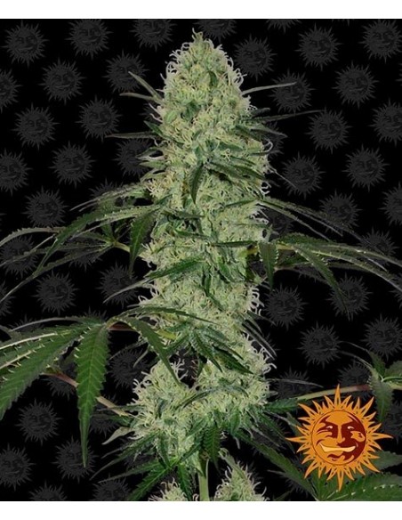 Barney's Farm - Tangerine Dream Auto - 5 Semi