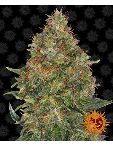 Barney's Farm - Pineapple Express - 3 Semi