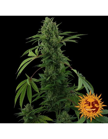 Barney's Farm - Pineapple Express - 5 Semi Barney's Farm - Pineapple Express - 5 Semi