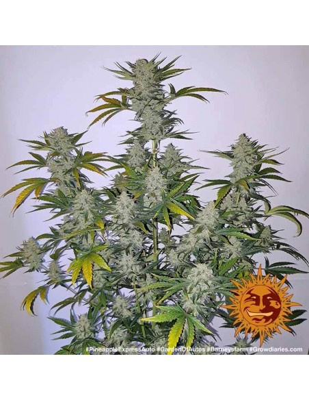 Barney's Farm - Pineapple Express - 5 Semi Barney's Farm - Pineapple Express - 5 Semi