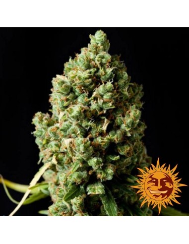 Barney's Farm - Pineapple Express - 10 Semi