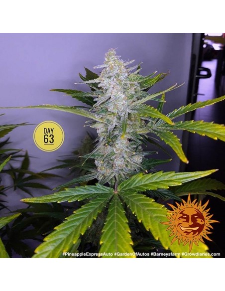 Barney's Farm - Pineapple Express - 10 Semi