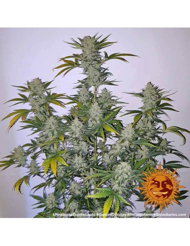 Barney's Farm - Pineapple Express - 10 Semi