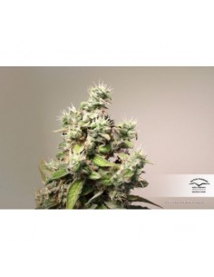 Dutch Passion - Charlotte's Angel CBD - 3 Semi Auto 2