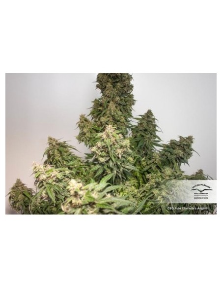 Dutch Passion - CBD Charlotte's Angel Auto - 3 SEMI