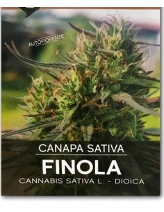 Finola Certificata - Autofiorente - 200 Semi