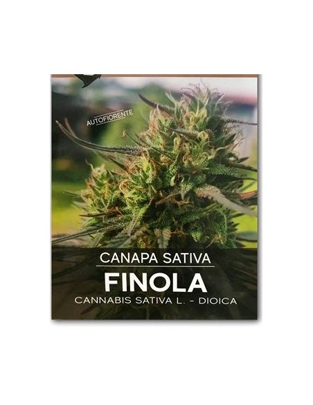 Finola Certificata - Autofiorente - 200 Semi