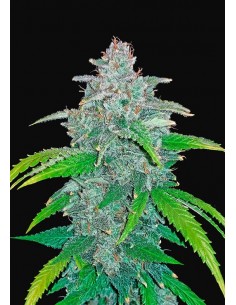 Fast Buds - Blue Dream 'Matic Auto