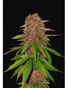Fast Buds - C4 Auto