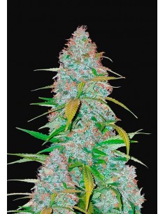 Fast Buds - California Snow Auto