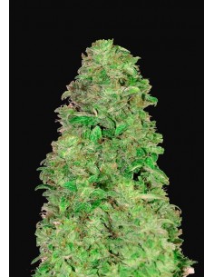 Fast Buds - CBD Auto 20:1