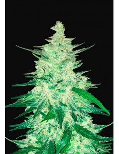 Fast Buds - CBD Auto 1:1 (CBD Crack)