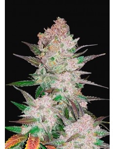 Fast Buds - Cream Cookies Auto