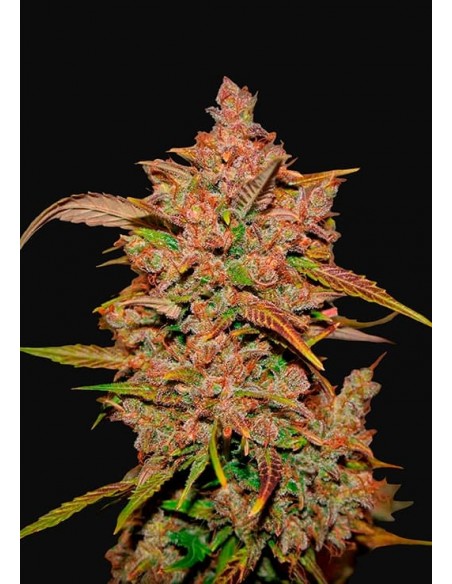 Fast Buds - Crystal Meth Auto