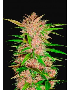 Fast Buds - Fastberry Auto