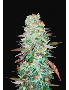 Fast Buds - G14 Auto