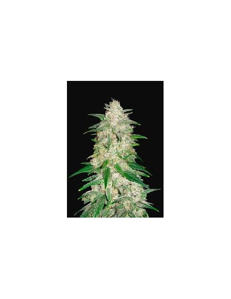 Fast Buds - Gelato Auto