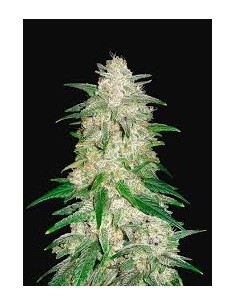 Fast Buds - Gelato Auto