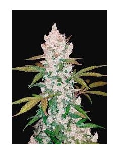 Fast Buds - Girl Scout Cookies Auto