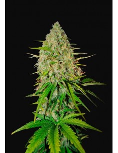Fast Buds - Grapefruit Auto