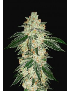 Fast Buds - Green Crack Auto