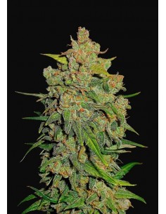 Fast Buds - Lemon AK Auto
