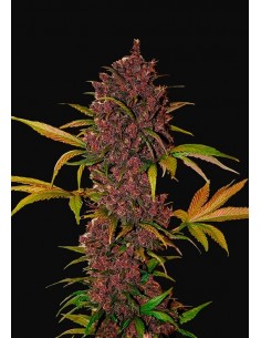Fast Buds - LSD-25 Auto