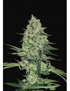 Fast Buds - Pineapple Express Auto